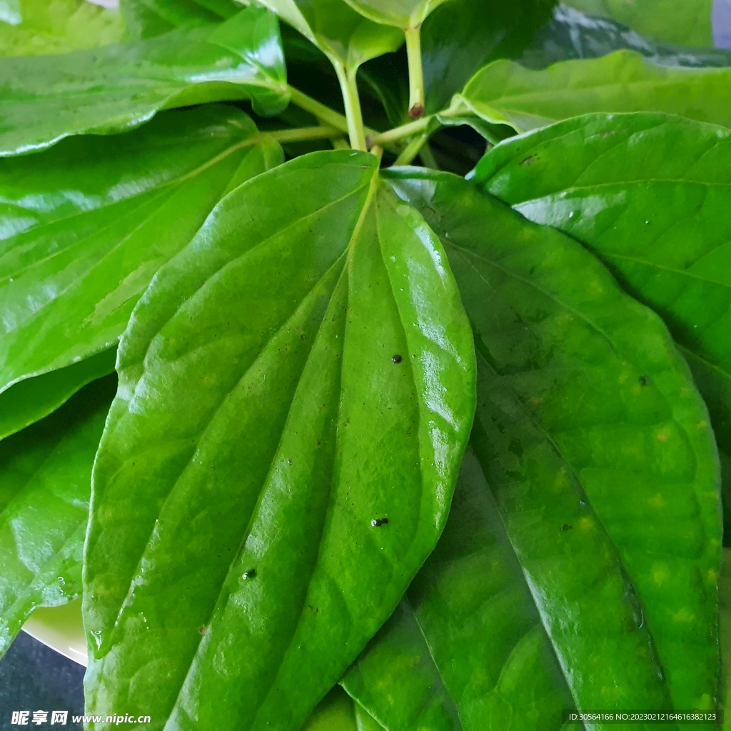绿植绿叶