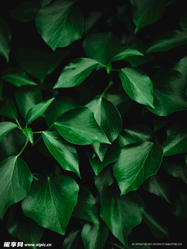 绿植绿叶