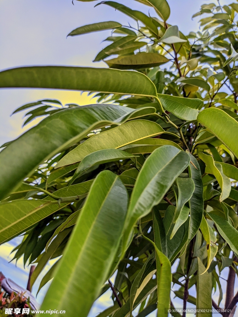 绿植绿叶