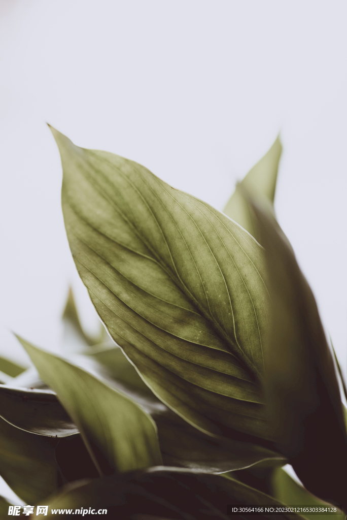 绿植树叶
