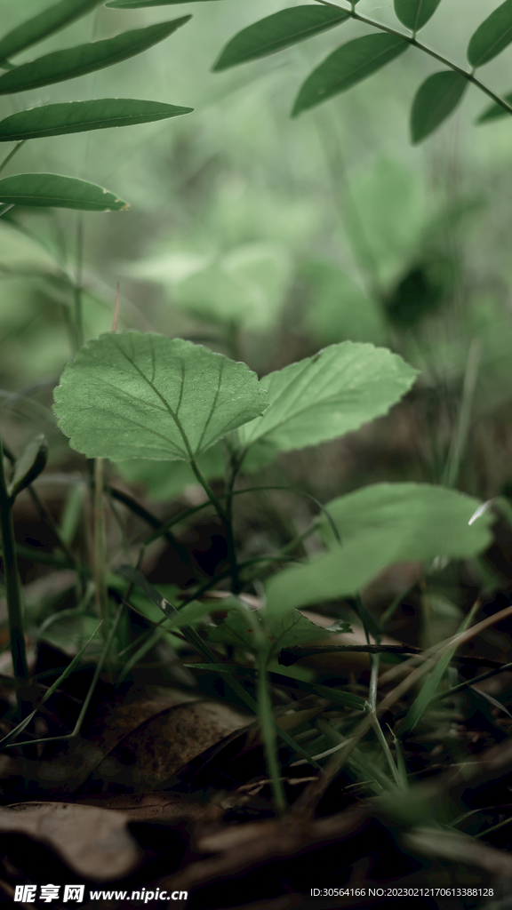 树叶小草