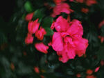 杜鹃花
