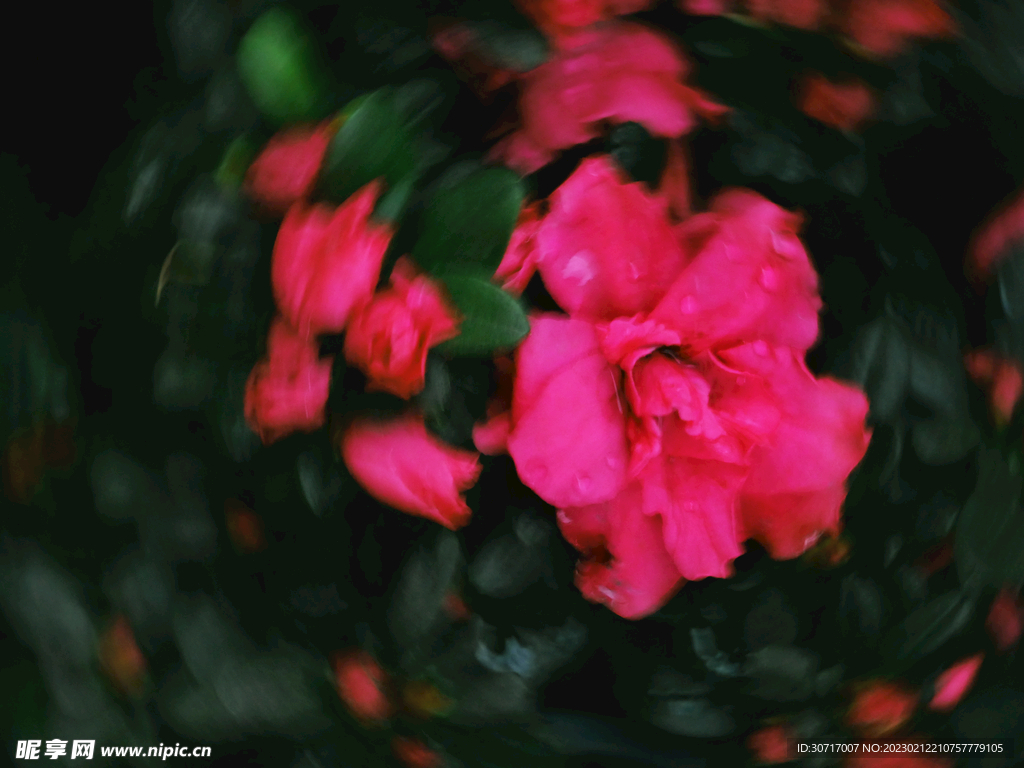 杜鹃花
