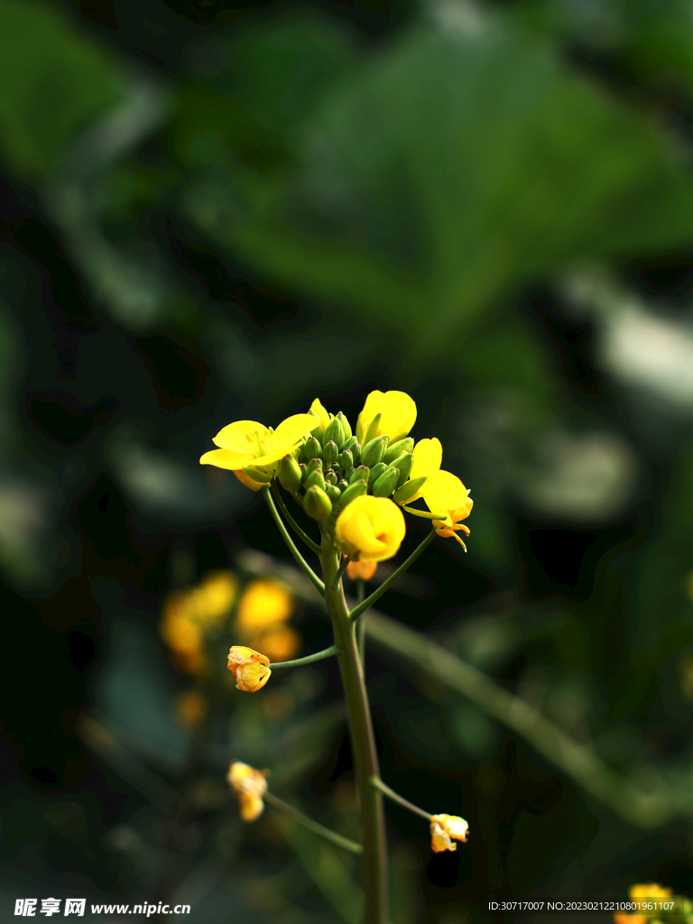 油菜花摄影