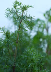 绿色蔬菜香菜