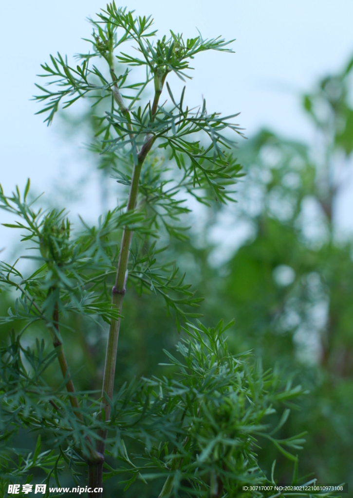 绿色蔬菜香菜