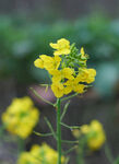 油菜花