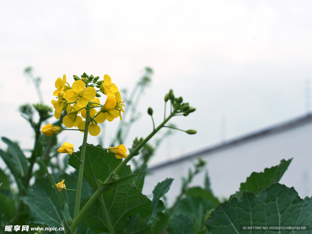 油菜花