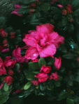 粉色杜鹃花