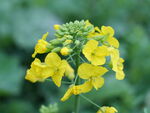油菜花素材