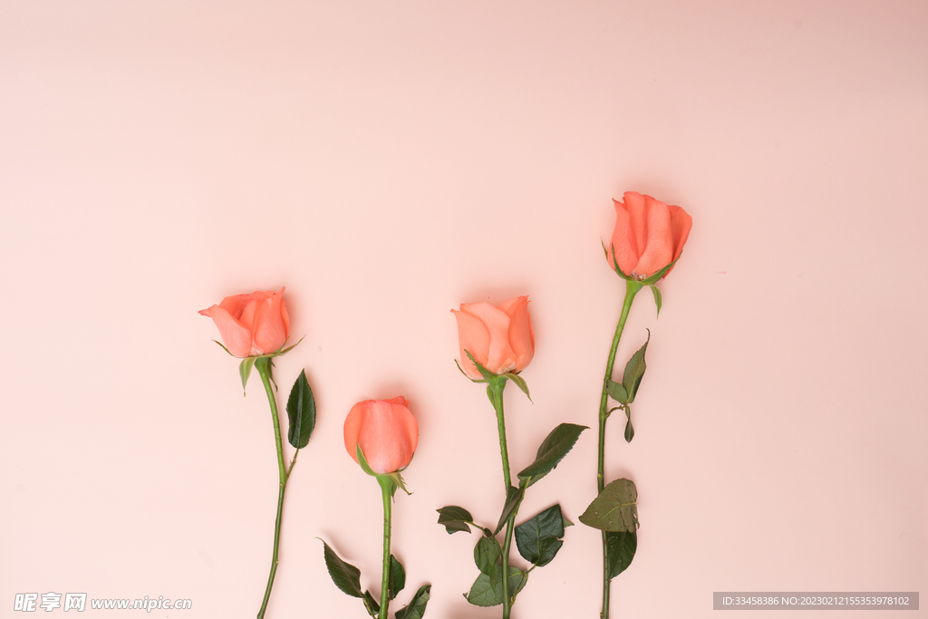 玫瑰花