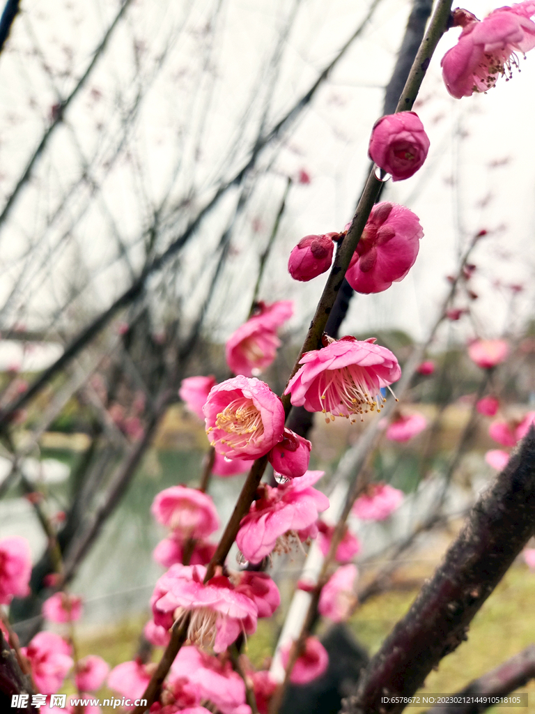 梅花桃花