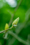 新发枝条上的幼芽花苞