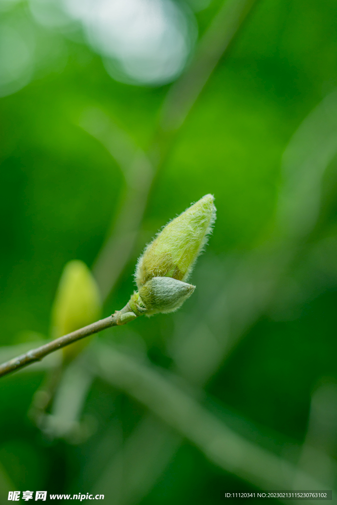 新发枝条上的幼芽花苞