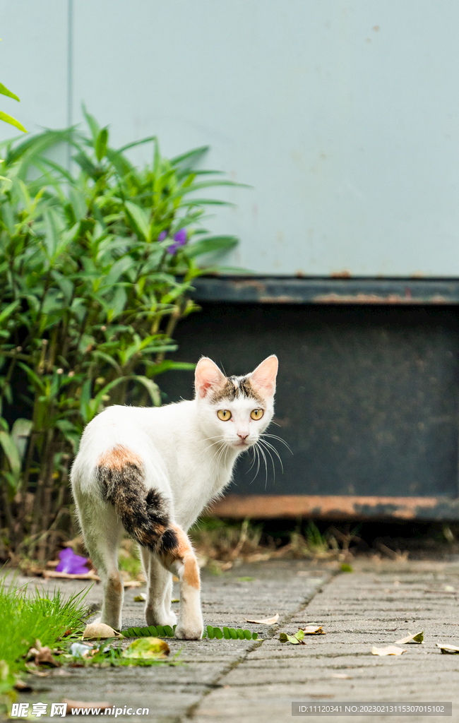 庭院里的一只可爱猫咪