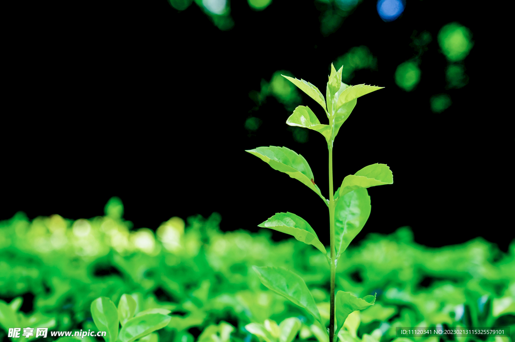 新芽抽枝绿叶植物特写