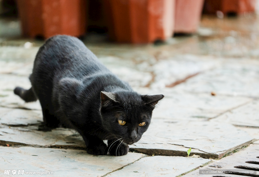 准备对目标下手的黑猫