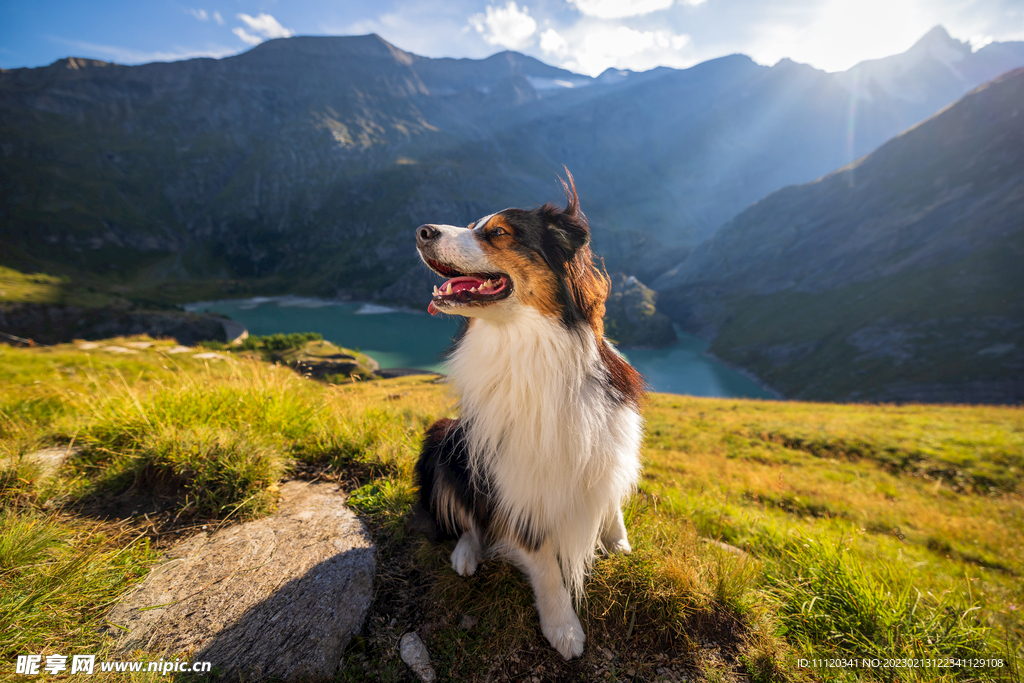 山坡上一只牧羊犬特写