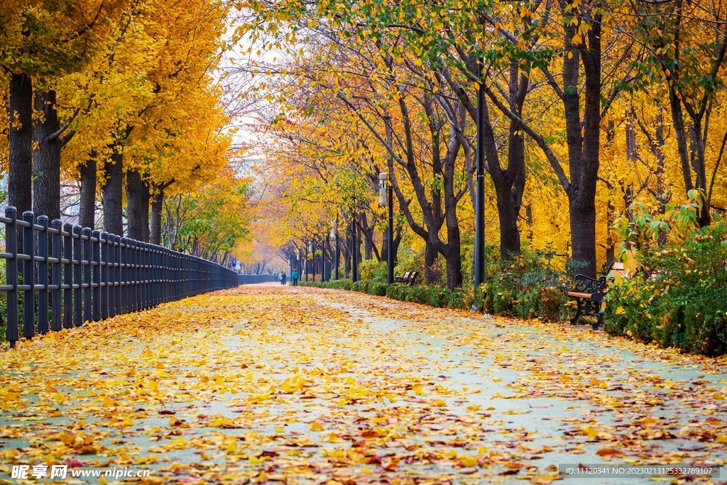 秋风过后公园道路风光