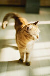 窗户下的猫咪特写