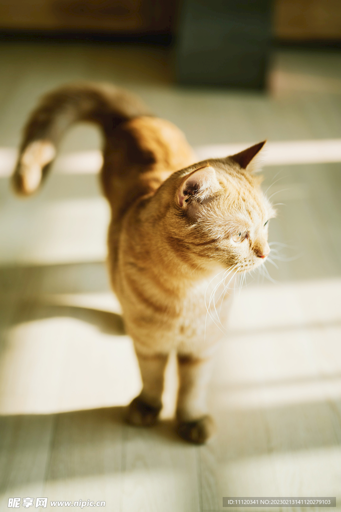 窗户下的猫咪特写