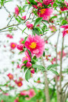 花枝上盛开的粉色花朵