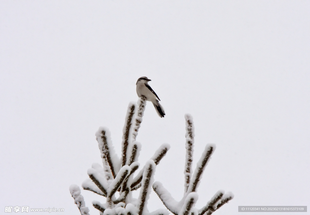 雪中在枝头上驻足的鸟