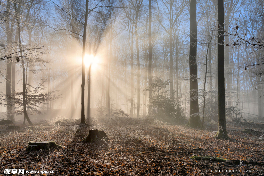 耀眼阳光照射下的树林摄影