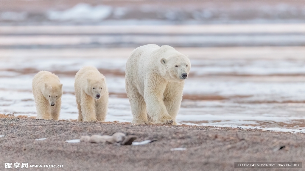 带领着幼崽去觅食的北极熊