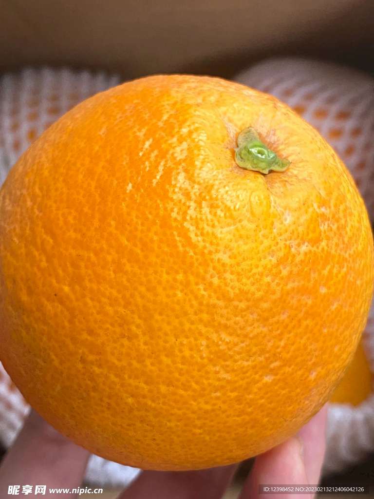 脐橙
