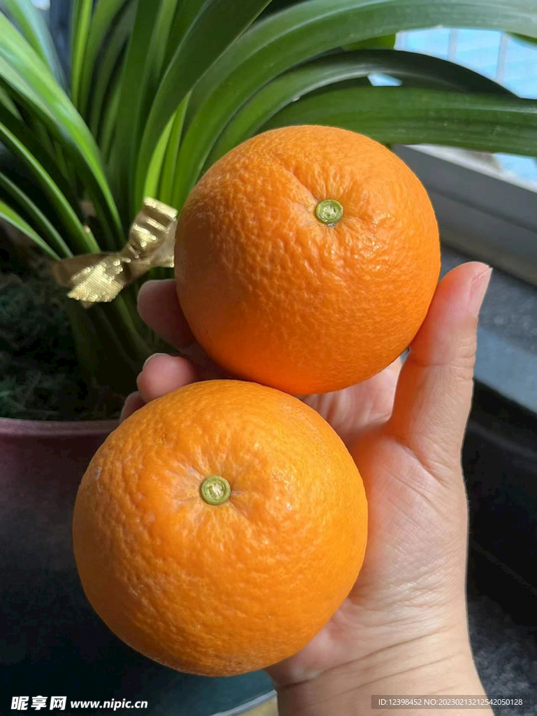 脐橙
