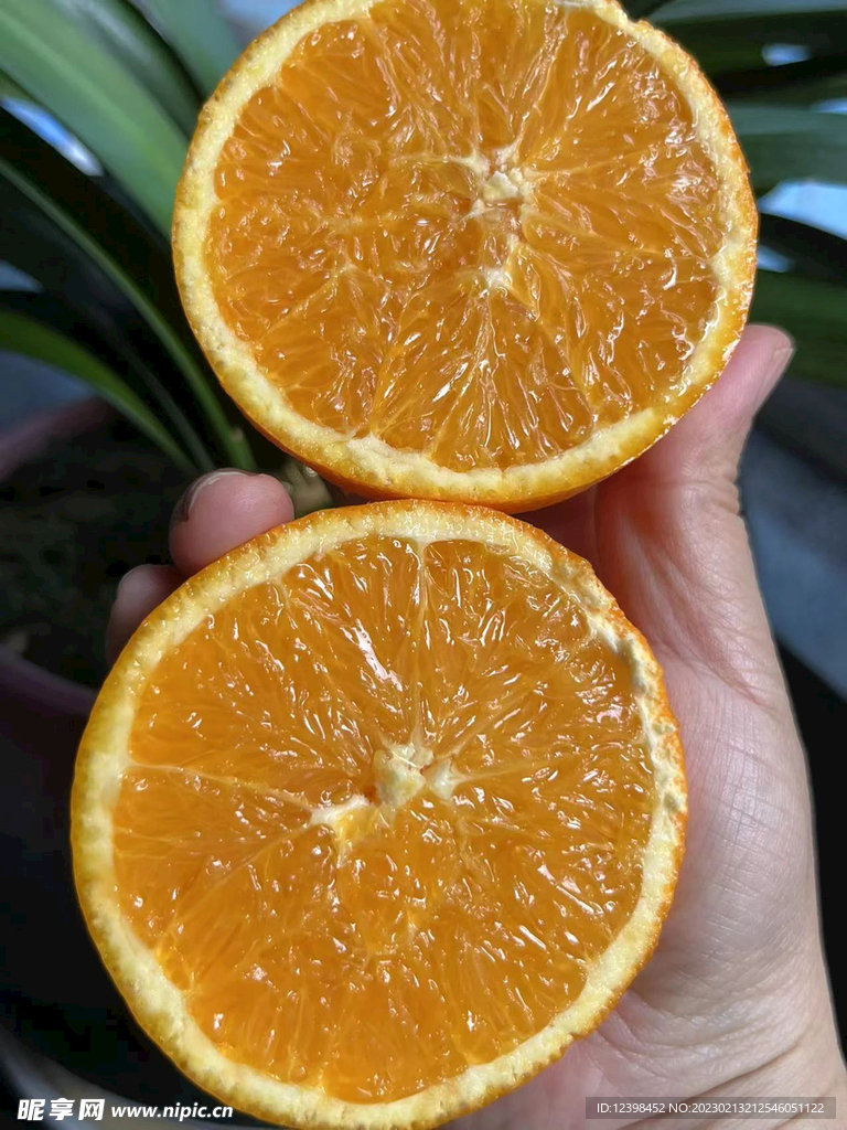 脐橙