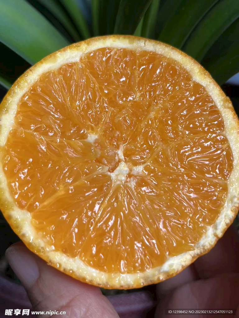 脐橙
