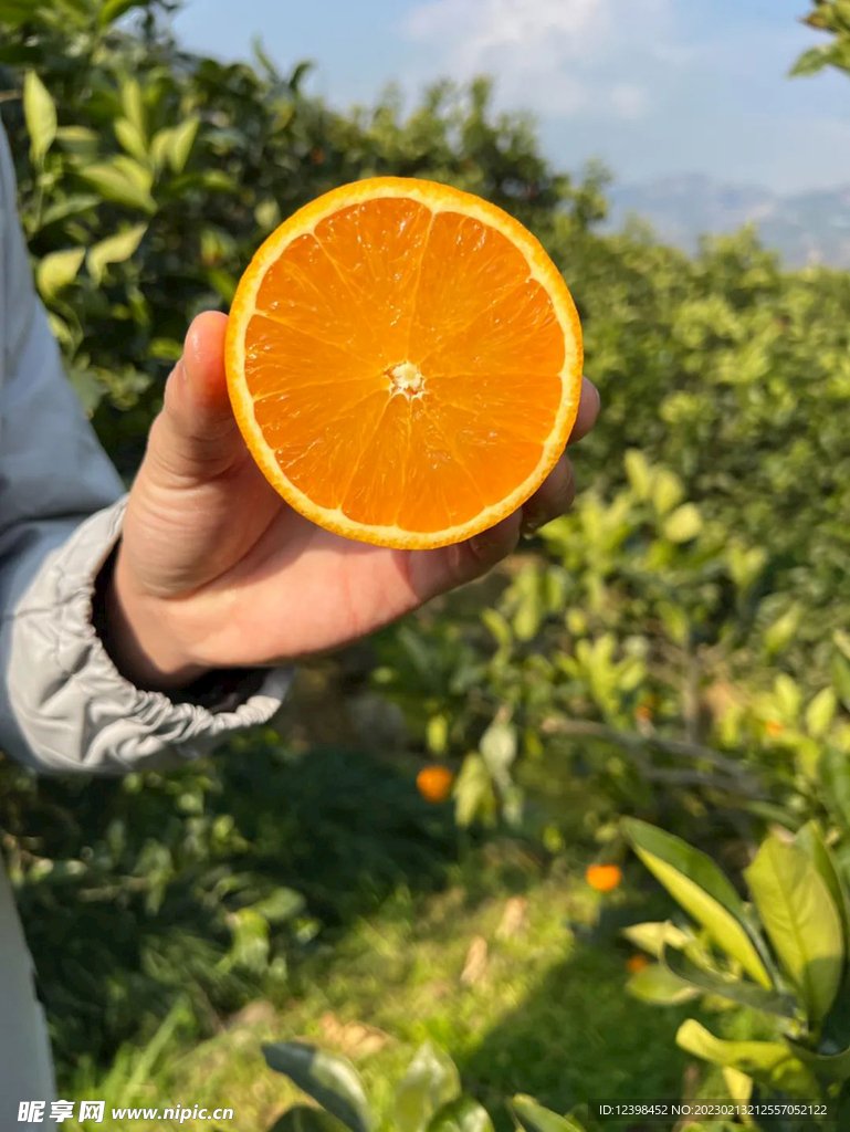 脐橙
