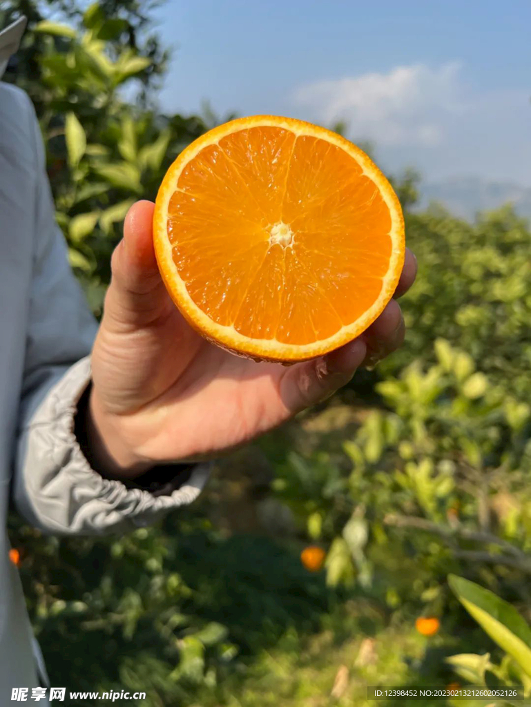 脐橙