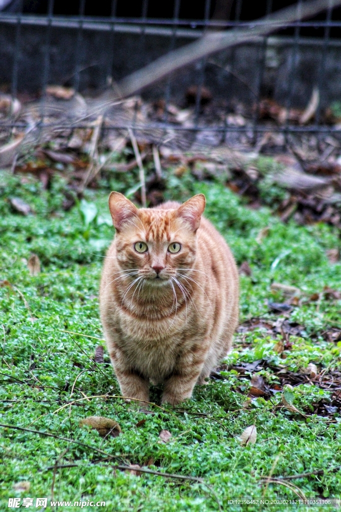可爱的小花猫