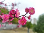 梅花