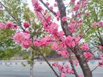 梅花