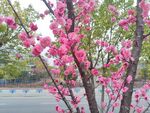 梅花