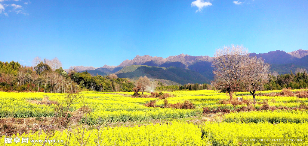 罗平油菜花景区