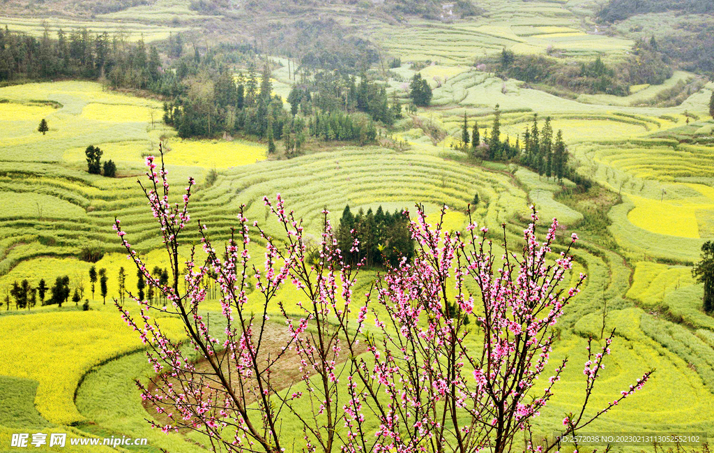 罗平油菜花景区