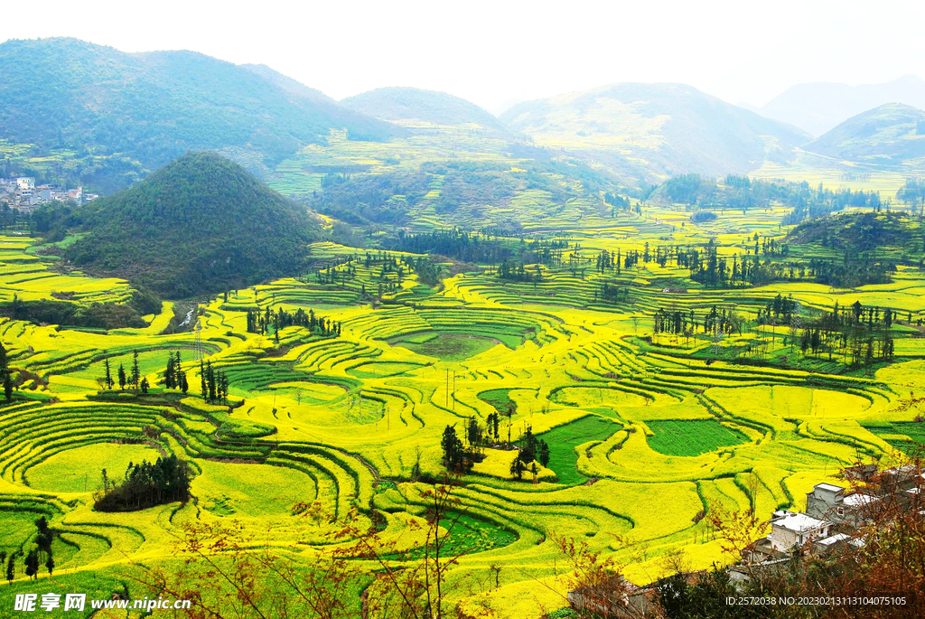 罗平油菜花景区