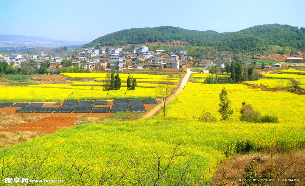 罗平油菜花景区