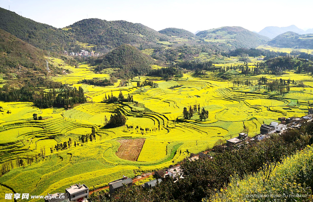 罗平油菜花景区