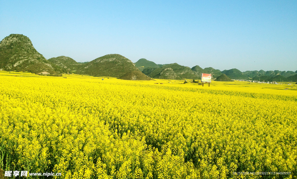 罗平油菜花景区