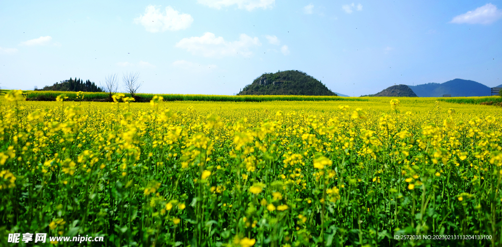 罗平油菜花景区