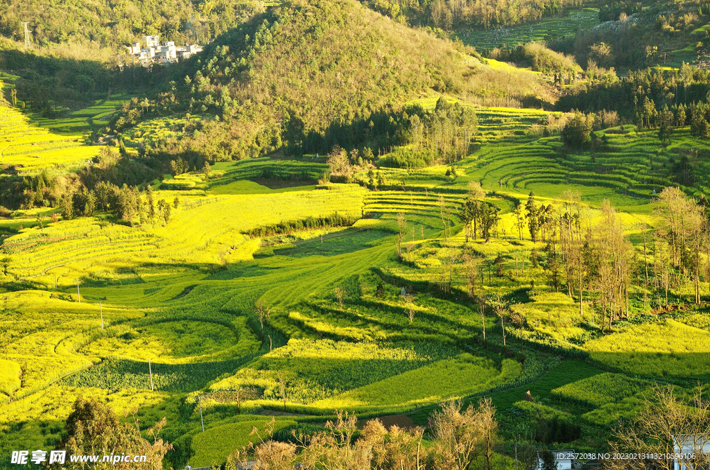 罗平油菜花景区