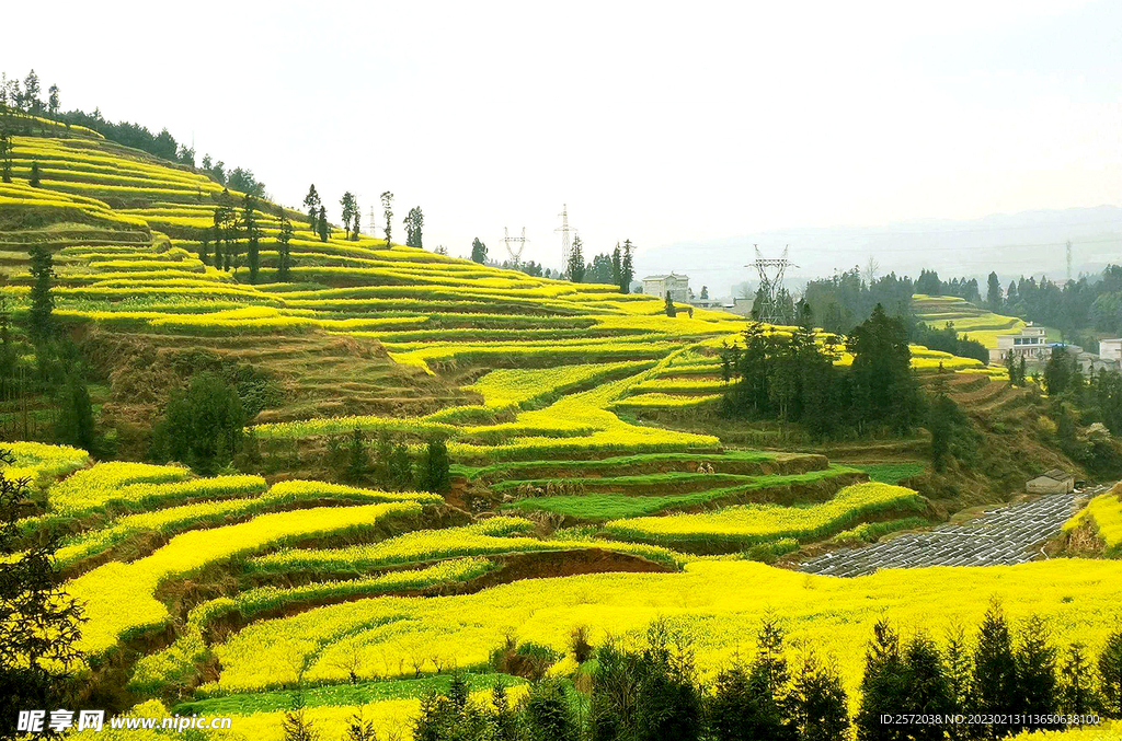 罗平油菜花景区