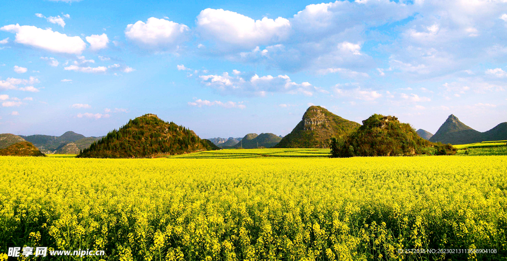 罗平油菜花景区