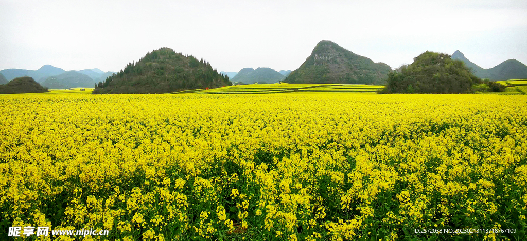 罗平油菜花景区